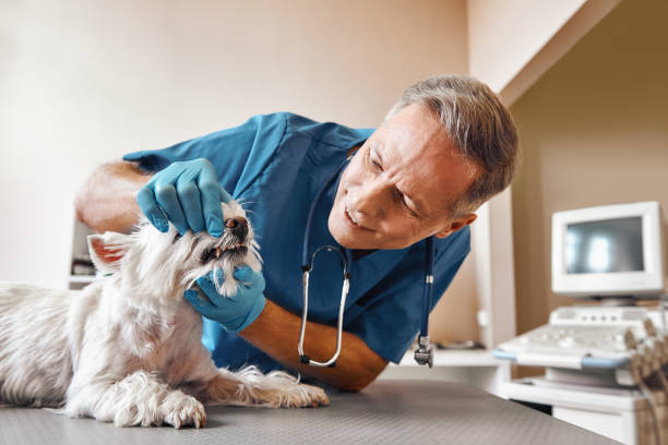 Best Mobile Emergency Dentist in Benton Park, CA